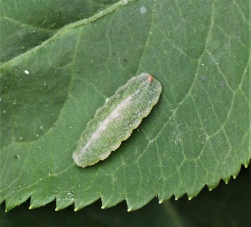 Epistrophe sp.